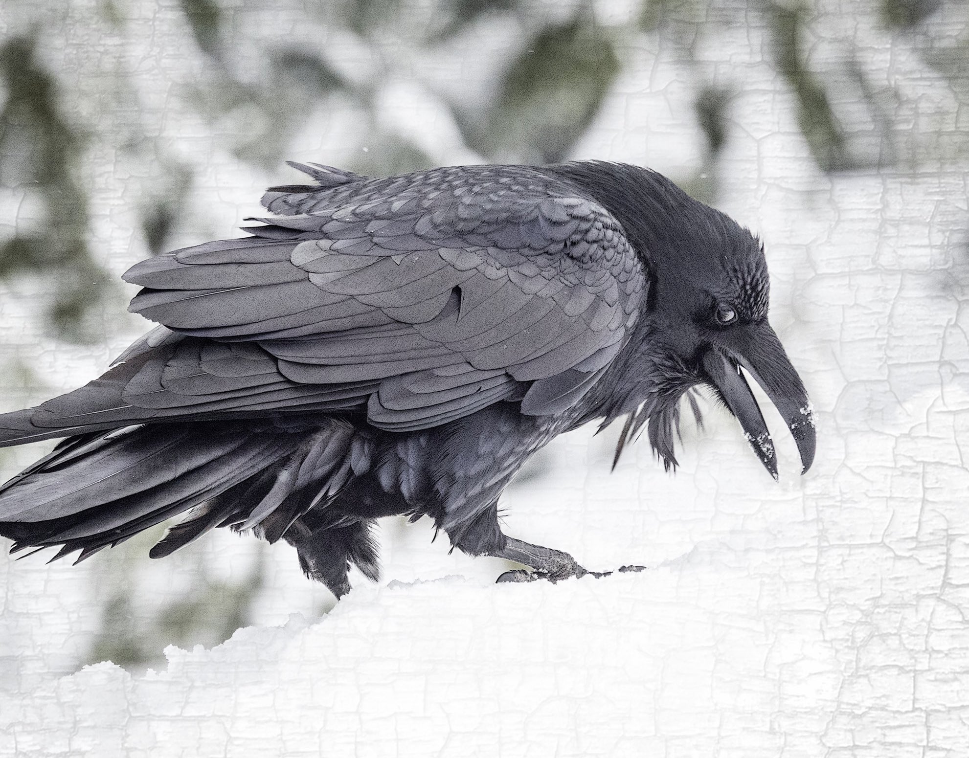 Raven in snow