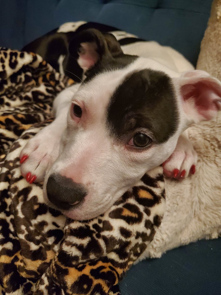 cupcakeshells's tweet photo. This is Belle. She is picture ready with her red painted nails. #Pupweiser https://t.co/ZSCTQXszqo