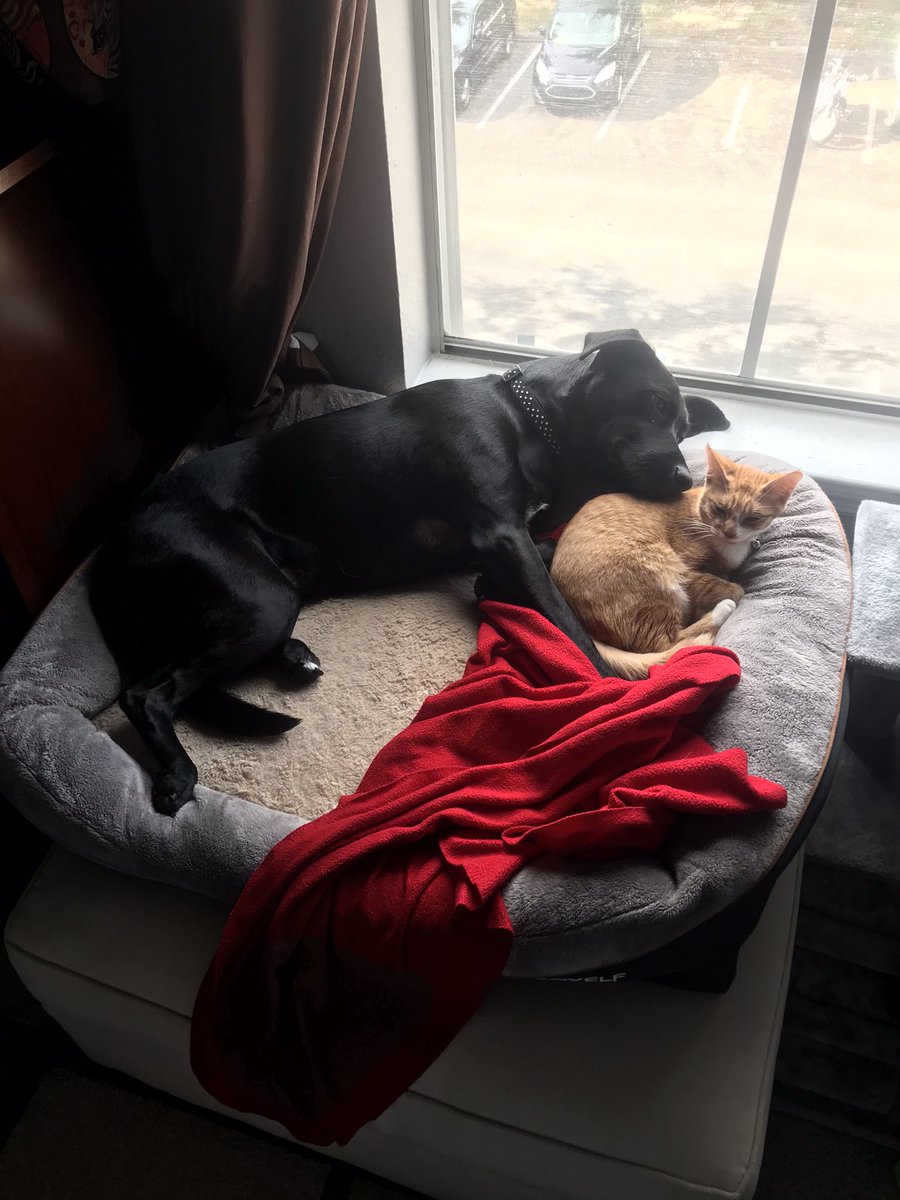 agorgz's tweet photo. Under no circumstances should you trust your pet with @Banfield . Jonesy was “cleared” of gut worms, only to have him die from a worm that ate through his intestines several months later. No consistency between doctors and a practice of “quantity over quality.” We are heartbroken https://t.co/TgOp69MPA0