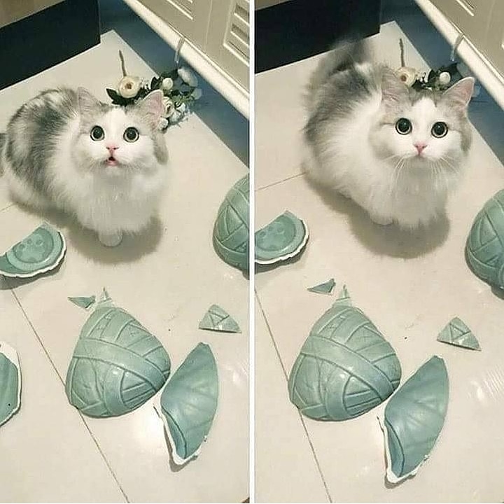 Please, I am sorry 😥😁 
#catstuff #catsoftheweek #catstoday #catsogram #catsallday #catswiththeirmouthsopen #catgag #funnycatvideos #funnycatvideo #sadcat #angrycat #cutecatsoninstagram #cutecats_oftheworld #cutecatsblog #cutecatsclub #cutecatclub #cutecatkittens #cutecatpics