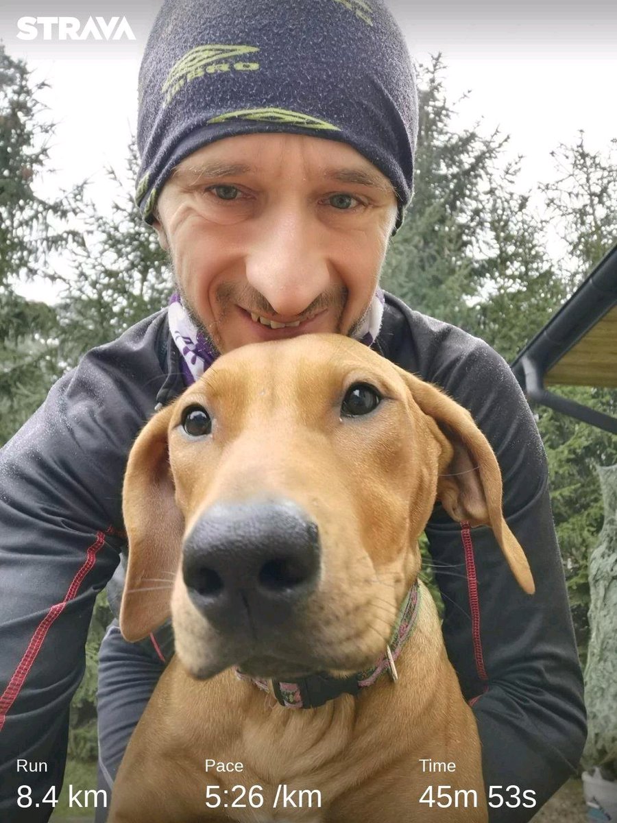 Pawel_Kownacki's tweet photo. Ponadorogramowy trenibg... 2 km #PoChetane a później 1 km ze Skeeter #rhodesianridgeback torpedą biegnącą dziś nawet 2:40 min/km... A ona ma dopiero 5 miesięcy. https://t.co/AZk7vTc3qd