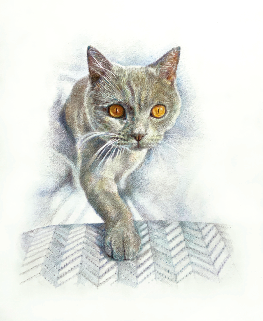 StudioBristle's tweet photo. Learn how to #drawacat in #colouredpencils with this great step-by-step tutorial from Rosalind Jelbert-Ingram https://t.co/FXGbjzyh81 https://t.co/Jz6H4ABN4o