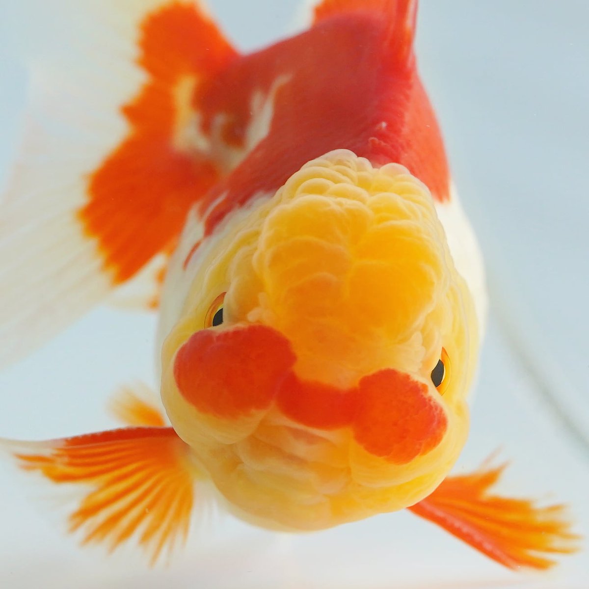 ট ইট র 更紗 হ য শট য গ