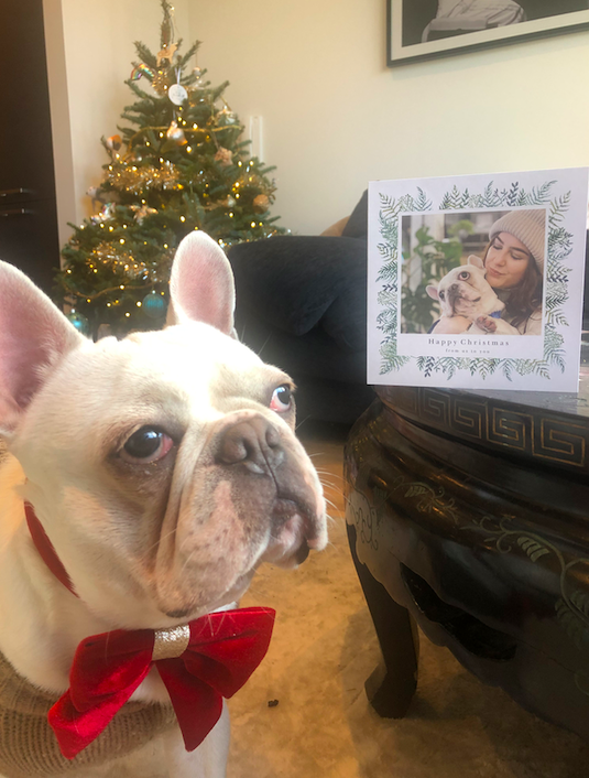 Amy_M_x's tweet photo. @thismorning Here is my doggy Happy and our Christmas card :) https://t.co/rAYHkzGOWM