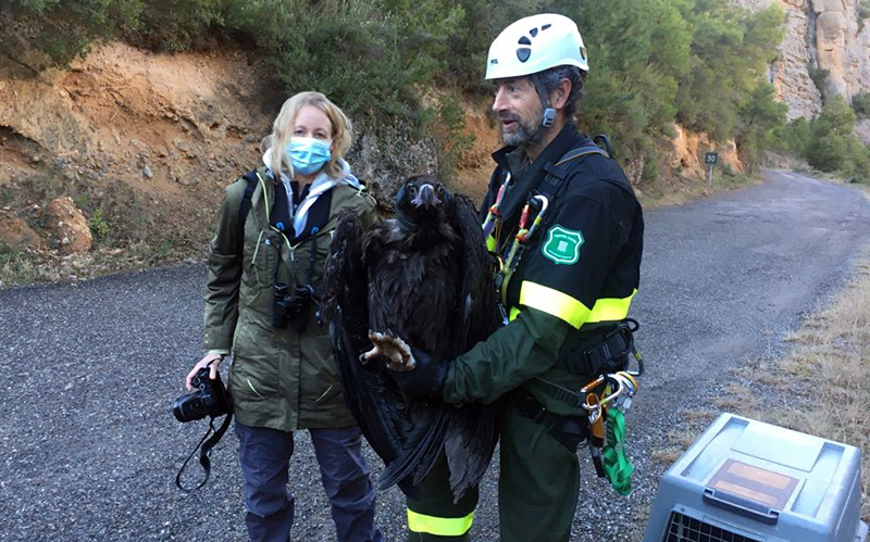 GREFA_Fauna's tweet photo. Espectacular rescate con dron de un buitre negro con GPS, en un acantilado inaccesible del Prepirineo catalán https://t.co/v1qXL1S2Lb https://t.co/8qzFMLe34w