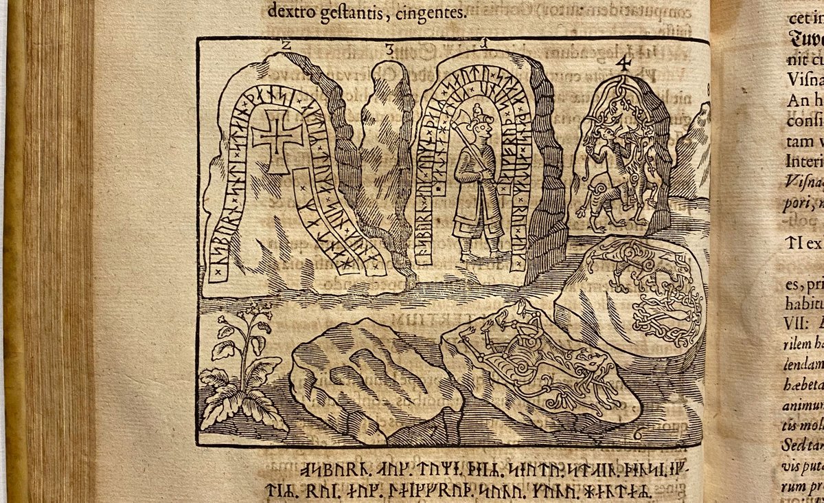 BREAKING RUNESTONE NEWSThe runestone shown in the middle foreground in this engraving from Ole Worm's 1643 Danicorum Monumentorum was buried and lost in the 18th century.Roadworkers just accidentally found and dug it up ON WEDNESDAY MORNING THIS WEEK! https://www.svt.se/nyheter/lokalt/skane/forsvunnen-runsten-hittad-efter-300-ar