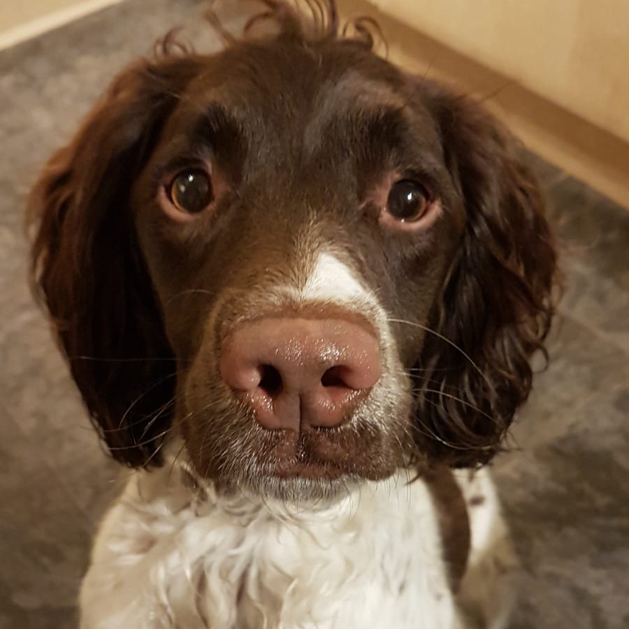HantsIOW_fire's tweet photo. ποΈ| Today's #YearInTweets is March:
π¦πΊ Firefighter Steve helped with recovery from the #AustralianWildfires
πΆ Trainee fire dog Louis joined our @HantsFireDogs
π The UK went into lockdown
π΅πΉ #TeamHants donated kit to firefighters in Portugal
Read more > https://t.co/KincX0U7WW https://t.co/G57V3IMvPP