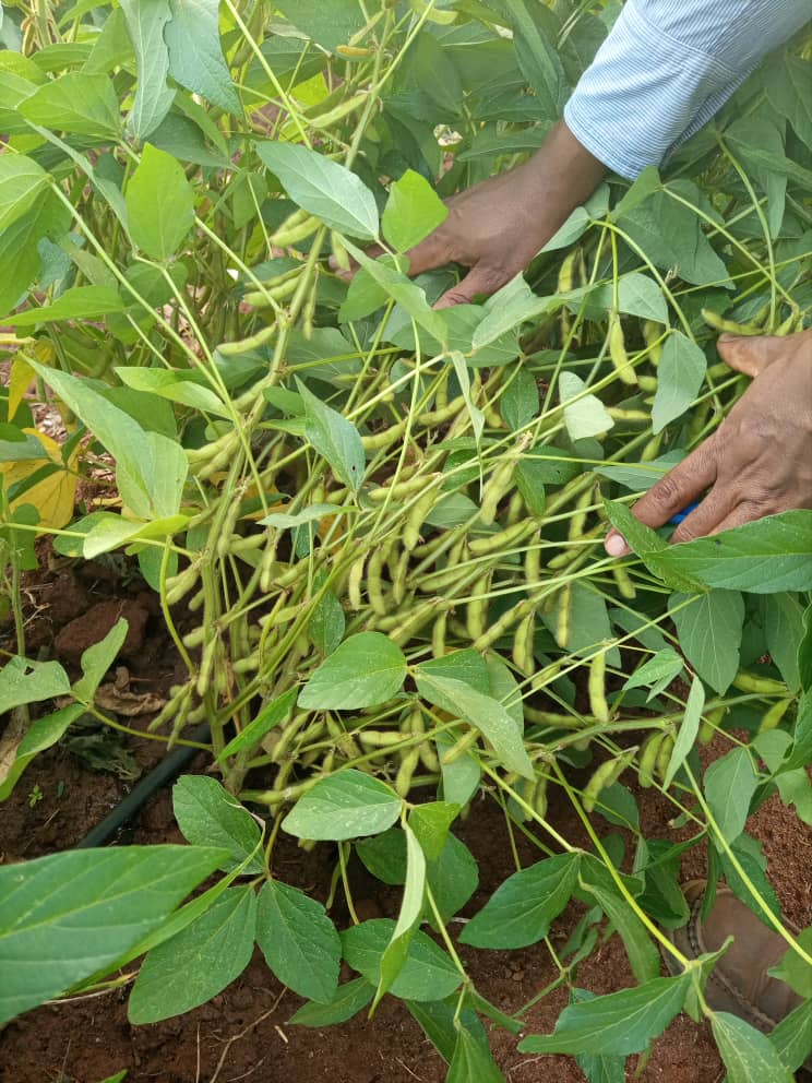 Hongera sana Dr Mbwanga kwa utafiti sasa tuna mbegu Bora ya soya