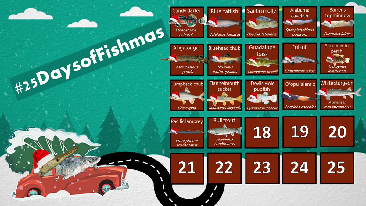 The weather outside is frightful, but that’s just delightful for the cold-loving bull trout (Salvelinus confluentus)! Grab  #Fishmas Day 17 by the horns to meet a fish who never let the cold bother them anyway  #25DaysofFishmas