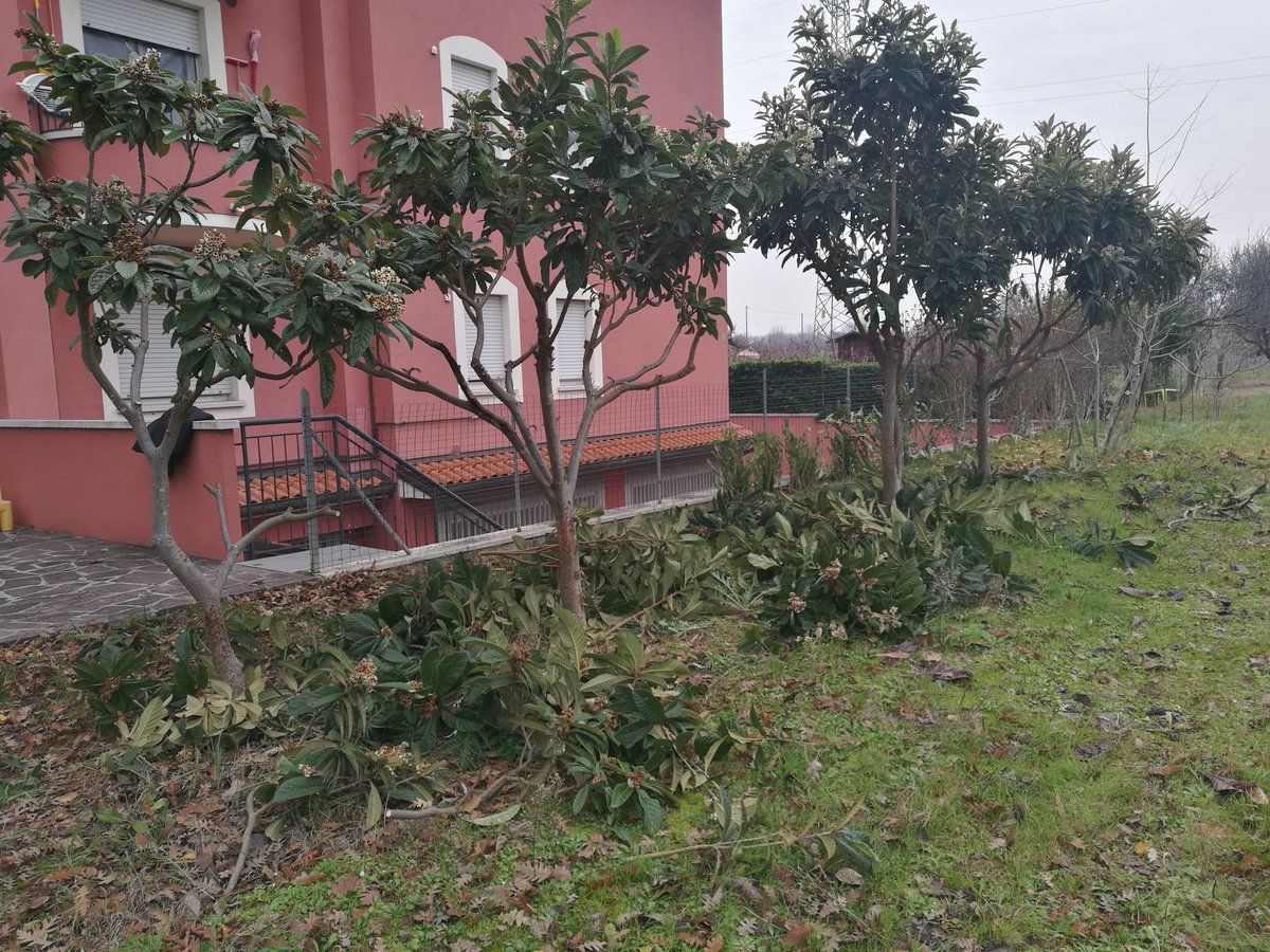 paco_ITA's tweet photo. Today code break. I'll instead prune walnut trees and pick bitter oranges from our land in the countryside...

It's nice being in the nature and eating 100% natural fruits 🍊🍇😋 

#break #nature #farming #noCodeToday https://t.co/plP7hh29C0