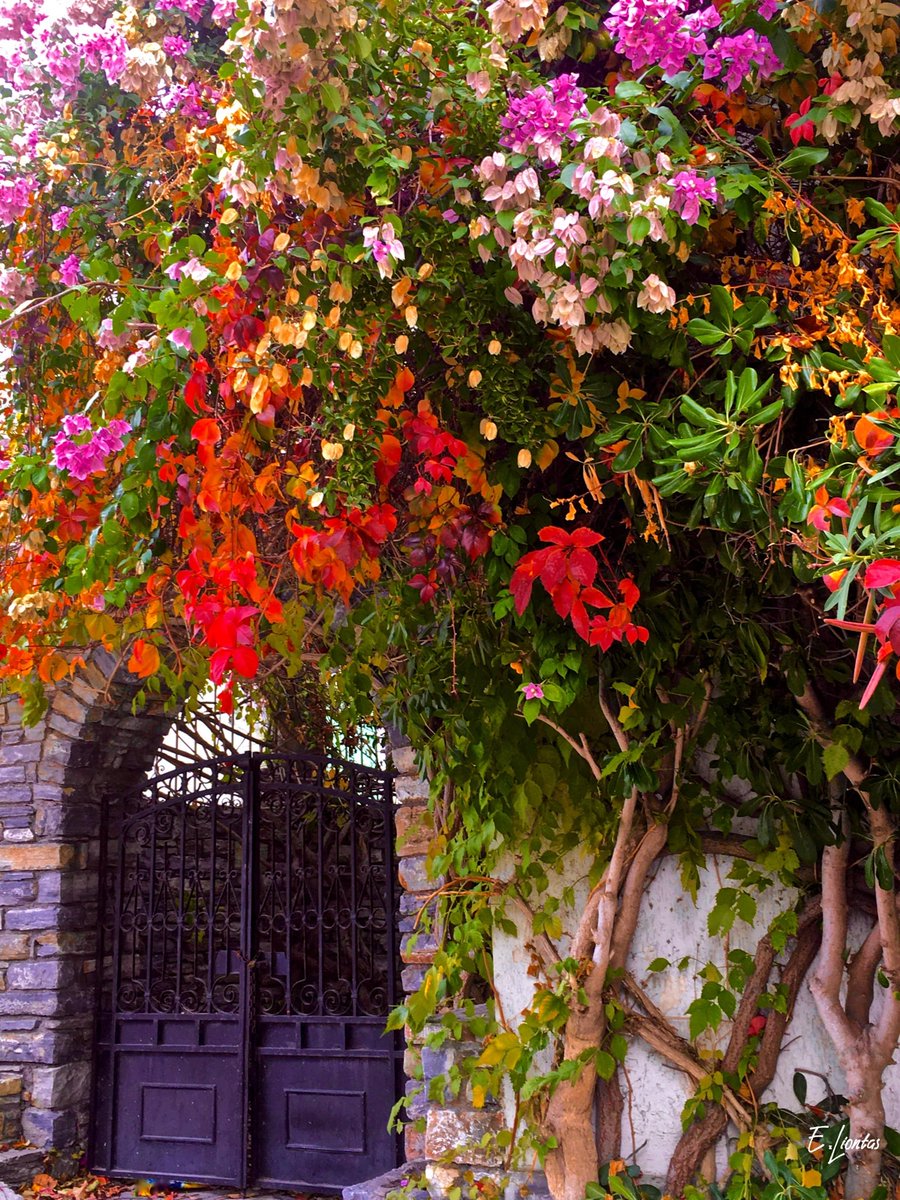 SamosProperties's tweet image. Samos in Winter...still as beautiful as ever......
#samos #aegean #PropertyInvestment #naturelover #houses #Greece #beauty