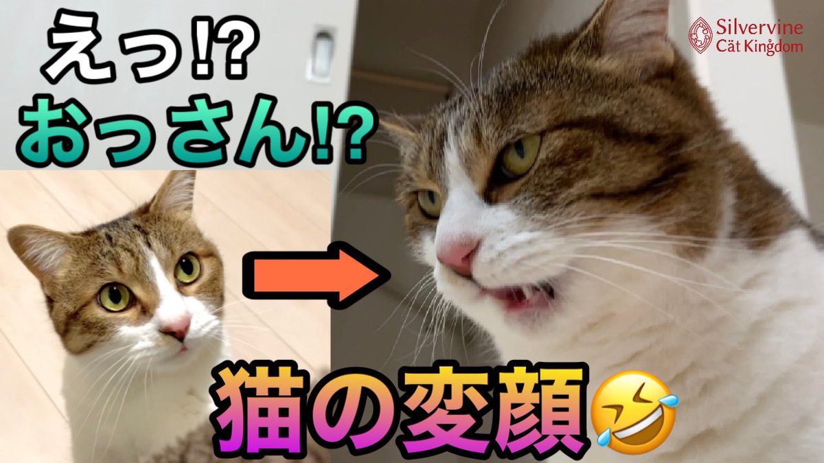 にゃんこタワー 公式 Silvervine Cat Kingdom いつもは可愛いシロちゃんが おっさん猫になっちゃった Youtube 猫の変顔 フレーメン反応がおもしろかわいい 猫様とにゃんこタワー T Co Boyz5bmxl7 猫好きさんと繋がりたい