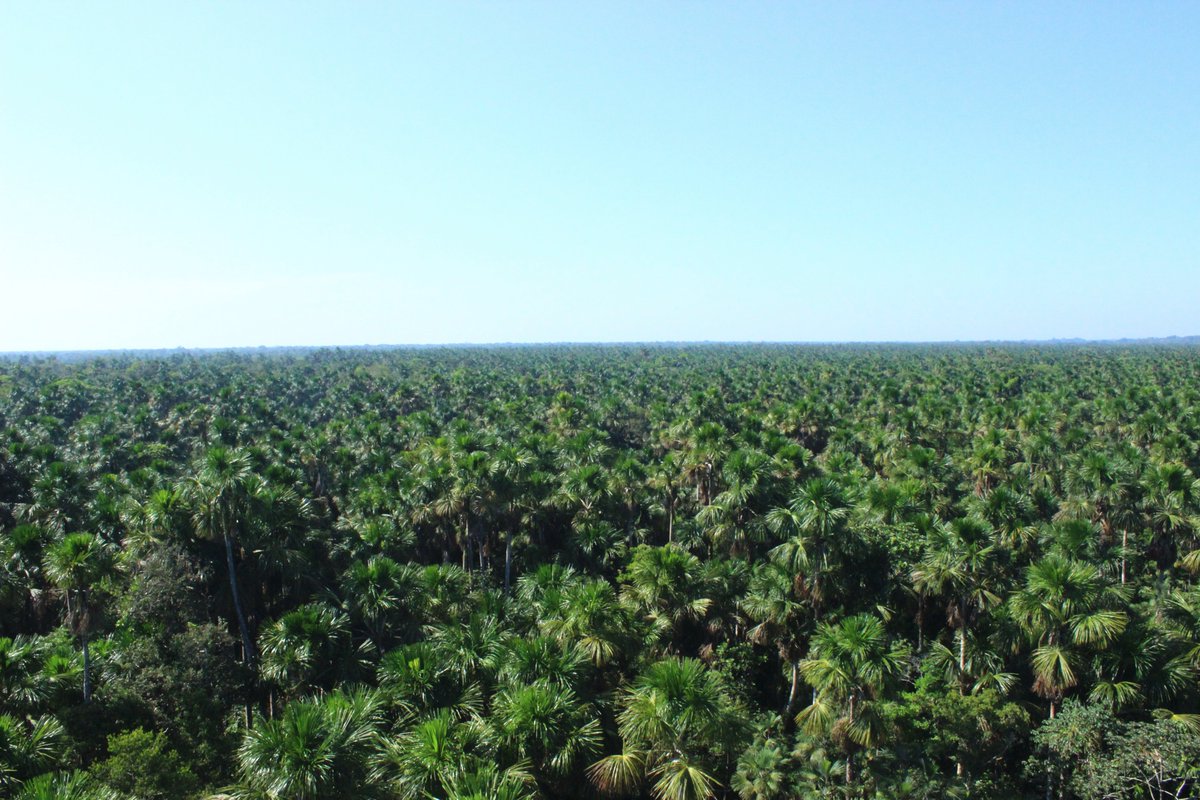 JaanParn's tweet photo. Excited to present our interesting observations on high greenhouse gas fluxes from current and former #peat swamp in the #Peruvian #Amazonrainforest at 15:04 UTC today, the last hours of #AGU20! Photo from the top of #Quistococha eddy tower by Uno Andreas Tavast. https://t.co/QGmonYRiuG