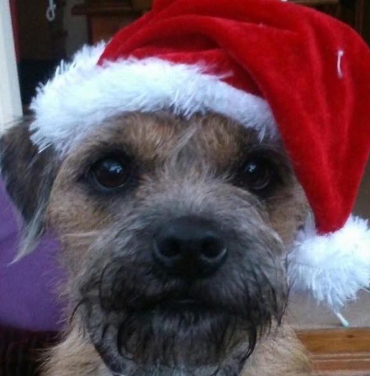 Peg the Border Terrier (@borderpeg) on Twitter photo 
