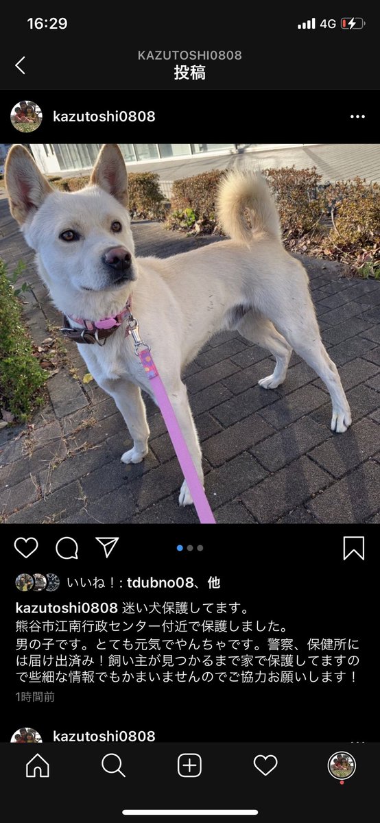 kazutoshi9191's tweet photo. 迷子犬保護してます。
熊谷市江南行政センター付近で保護しました。飼い主の元に返してあげたいのでご協力お願い致します。
#拡散お願いします
#迷い犬
#迷子犬
#保護犬 https://t.co/rOrQEEuJMb