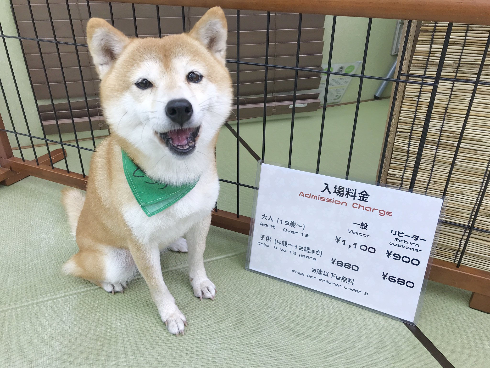 小豆柴の郷 秋葉原さんはtwitterを使っています 一般 大人 13歳 1100円 子供 4歳 12歳 0円 リピーター 大人 13歳 900円 子供 4歳 12歳 680円 3歳以下無料 小豆柴の郷は 豆柴カフェ ではありません 豆柴より小さい世界最小の柴犬小豆柴とも