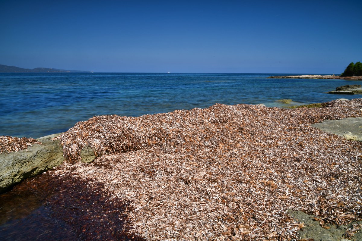 LifeIntemares's tweet photo. 💙#Posidonia oceánica en diferentes formas. Las hojas secas también cumplen su función 😉

🌱Esta planta marina es un indicador de la calidad de las aguas. 

🫁🌊Si cuidamos este pulmón del Mediterráneo, protegemos a muchas otras especies. https://t.co/9J6IJK9Ybq