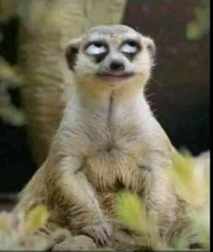 sparta_tadie's tweet image. 😂😂😂The hilarious part of sungura music is that even a sad song panofiwa nekutamba😂😂 😂😂tsaona by pengaudzoke is really a sad song, the whole family was dying 😂😂 but iii. Unotozokanganwa kty itsaona wotokuvara nekutamba🕺