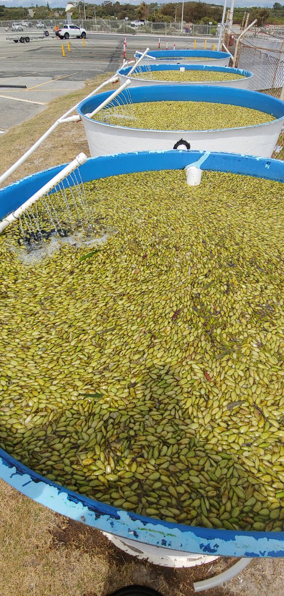 Rachel_Austin_'s tweet photo. Just a few hundred thousand Posidonia australis fruits! This years #seedsforsnapper seagrass restoration project was a great success with over 300 000 seeds dispersed in Cockburn Sound, WA. Thanks to our UWA team and the volunteer divers organised by @ozfishunlimited https://t.co/5UvjDmMpJk