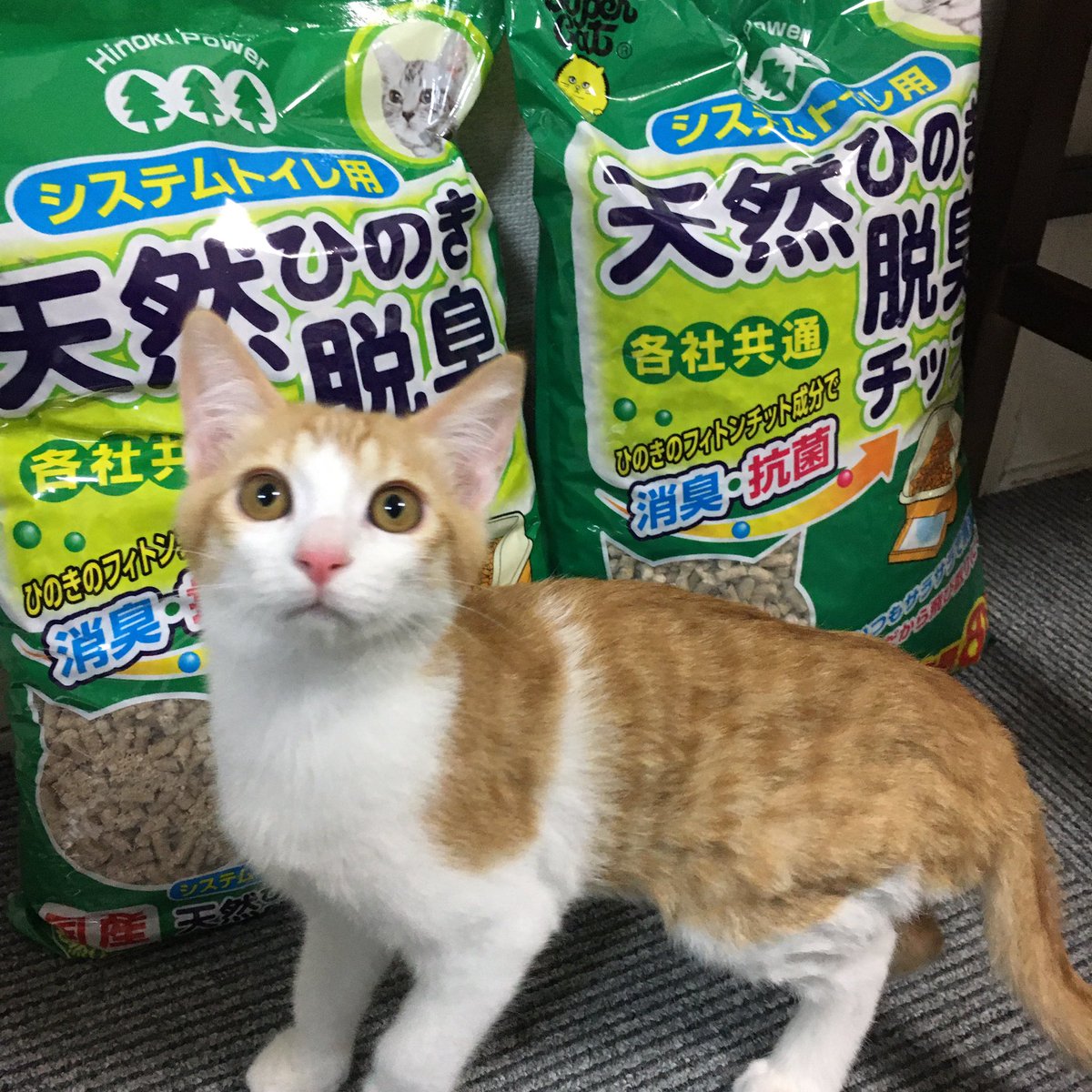 保護猫カフェ いやし亭ほご猫茶屋 Amazonほしい物リストより猫砂をいただきました ありがとうございます 猫ちゃん達多いのでありがたいです びっくり顔のコリンとキメ顔の茂三がモデルです いやし亭ほご猫茶屋 保護猫カフェ 保護猫 保護猫カフェ いやし亭ほご猫茶屋 Amazonほしい物リストより猫砂をいただきました ありがとうございます 猫ちゃん達多いのでありがたいです びっくり顔のコリンとキメ顔の茂三がモデルです いやし亭ほご猫茶屋 保護猫カフェ 保護猫