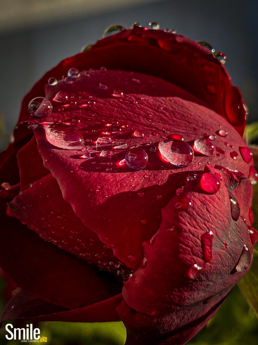pehyellow's tweet photo. #fotografoadepaisaje #landscape #macromobile #flores #flowers #macrofotografia #landscapephotography #pehyellow #dawn #dawnphotography #photoiphone #photomobile #street #iphonephotography #sky #lebrija #streetphotography https://t.co/W8hkiEraZM