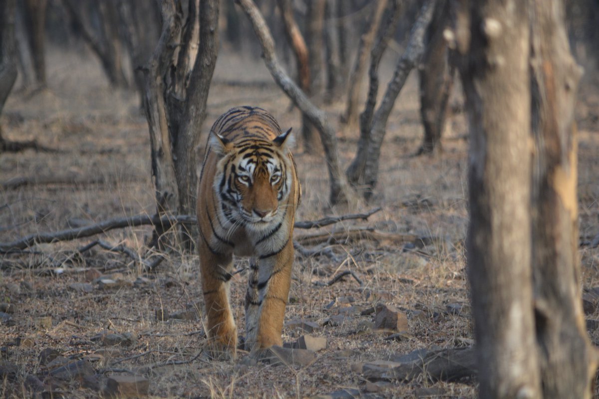 Sharing some of my clicks today morning at #Ranthambor ! Had my closest sighting of the Big Cat so far in the Forest !
