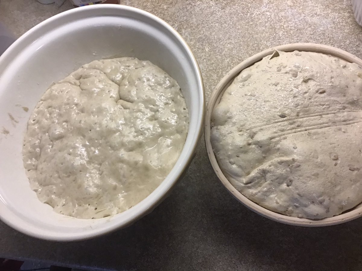 Quizzie's tweet photo. My early morning bake. On the left - overnight bread (started 7pm, airing cupboard overnight) On the right - 40% granary (started 1pm, airing cupboard then fridge overnight) #FlourWaterSaltYeast https://t.co/b5FDkd0Eh8
