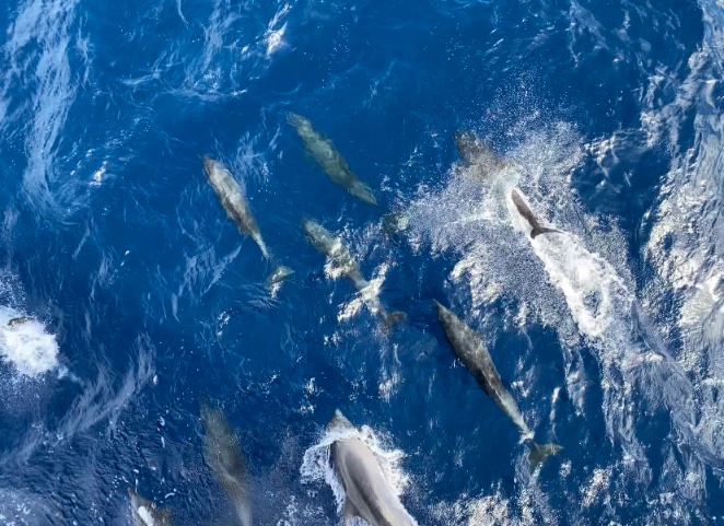 eilonzach's tweet photo. Some new collaborators for #PacificORCA https://t.co/O73AzLwkNK