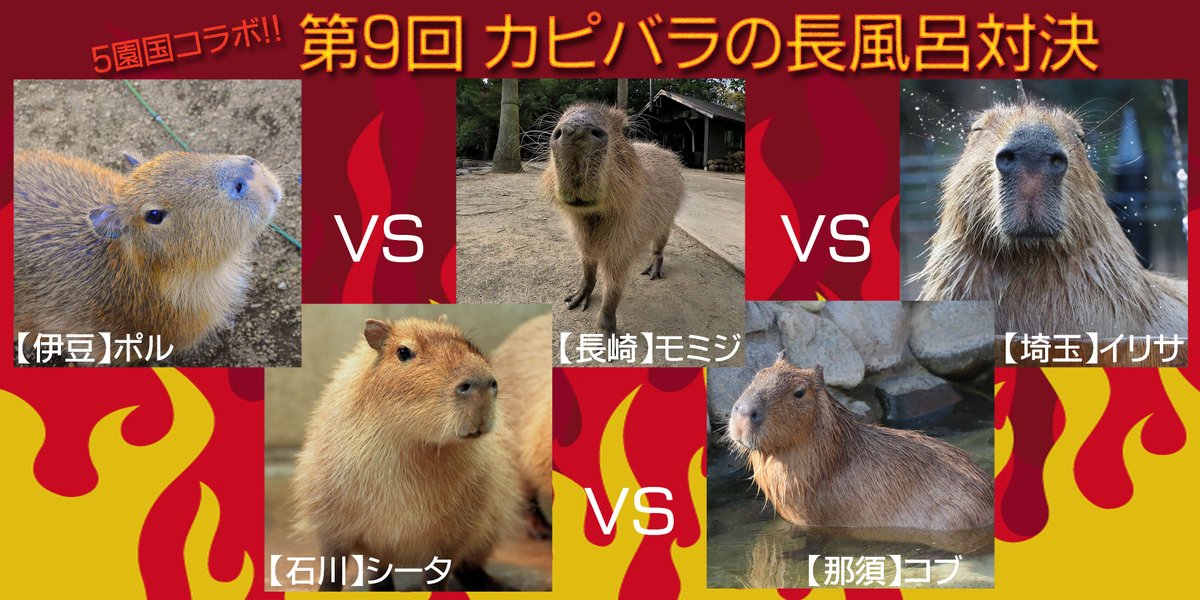 伊豆シャボテン動物公園グループ 公式 5園国コラボ 第9回 カピバラの長風呂対決 を21 1 9 土 に開催いたします 今回は長風呂対決の様子を各園国が使用しているsnsアカウントより生配信 伊豆シャボテン動物公園 長崎バイオパーク 埼玉県 伊豆シャボテン動物公園グループ 公式 5園国コラボ 第9回 カピバラの長風呂対決 を21 1 9 土 に開催いたします 今回は長風呂対決の様子を各園国が使用しているsnsアカウントより生配信 伊豆シャボテン動物公園 長崎バイオパーク 埼玉県