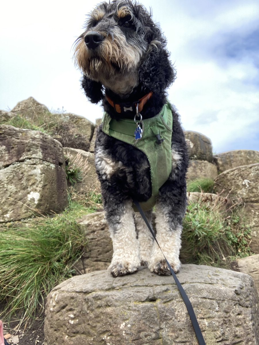 fecochrane1's tweet photo. The only word for this is ....
Ruff!
Nordie pooches treated differently to GB pooches -#DogsBrexit #RuffBrexit #IrishSeaBorder https://t.co/vlcLc1rp6m
