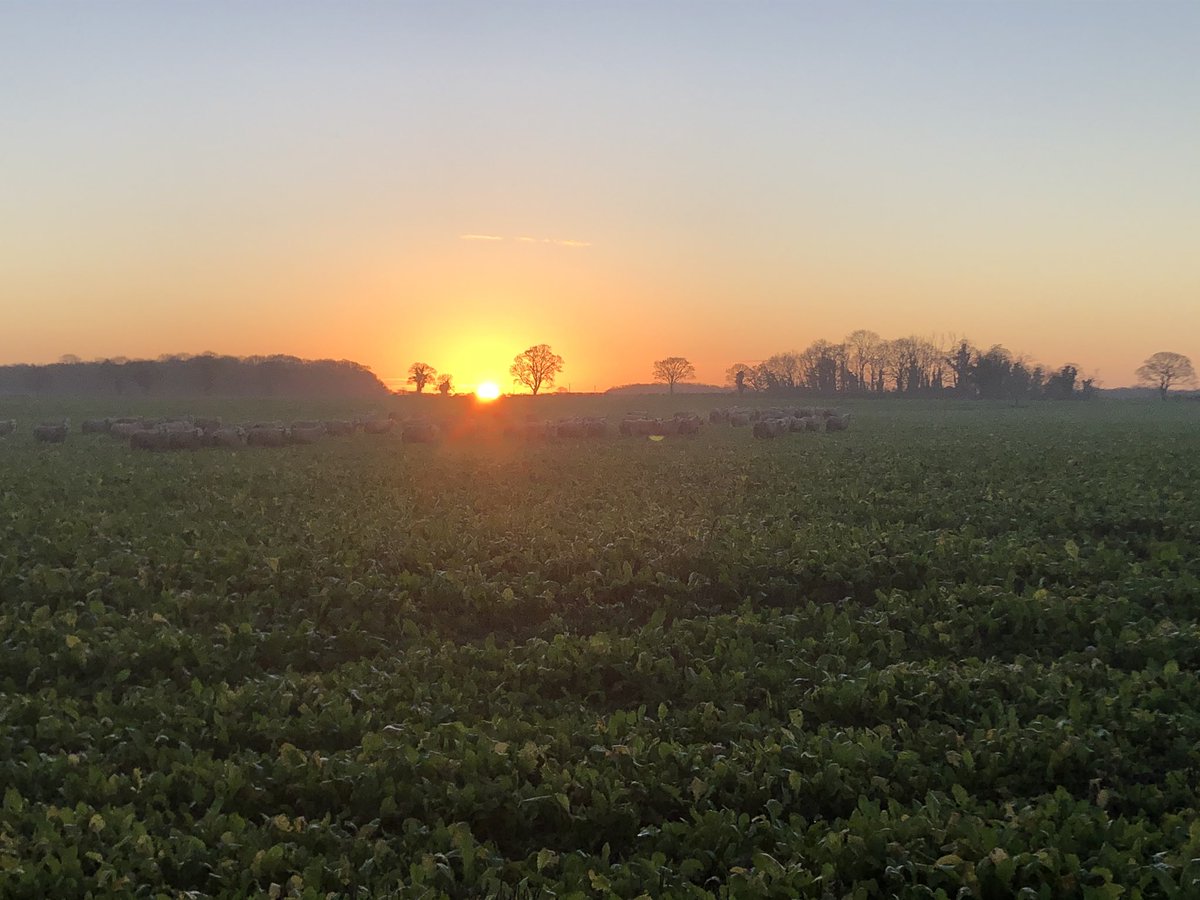 Cracking sunrise over the sheep this morning 👌