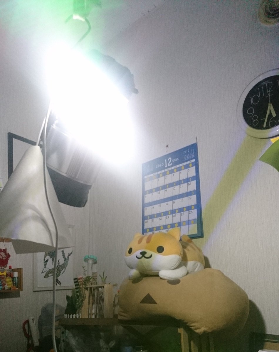 鳴兎 なきうさ 家の中でも懐中電灯で極力節電っていうね もう何年も前からなんだけど 逆に蛍光灯とかの明るさが眩しくなってしまってなぁ こたつつけっぱなしだし伝記抑えなければ てかこのランタン眩しいな