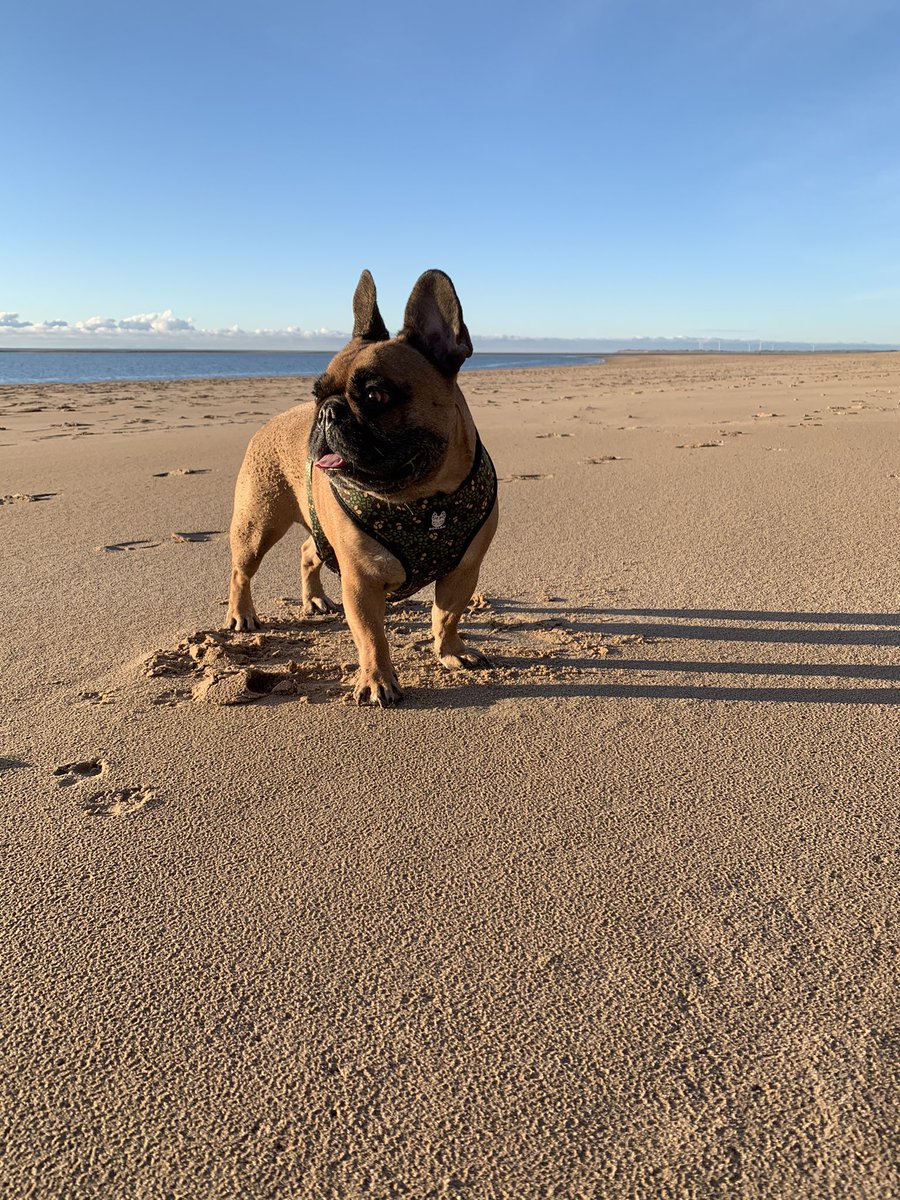 aArchiefrenchie's tweet photo. Beach days are the best days https://t.co/jeLzT03Mkj