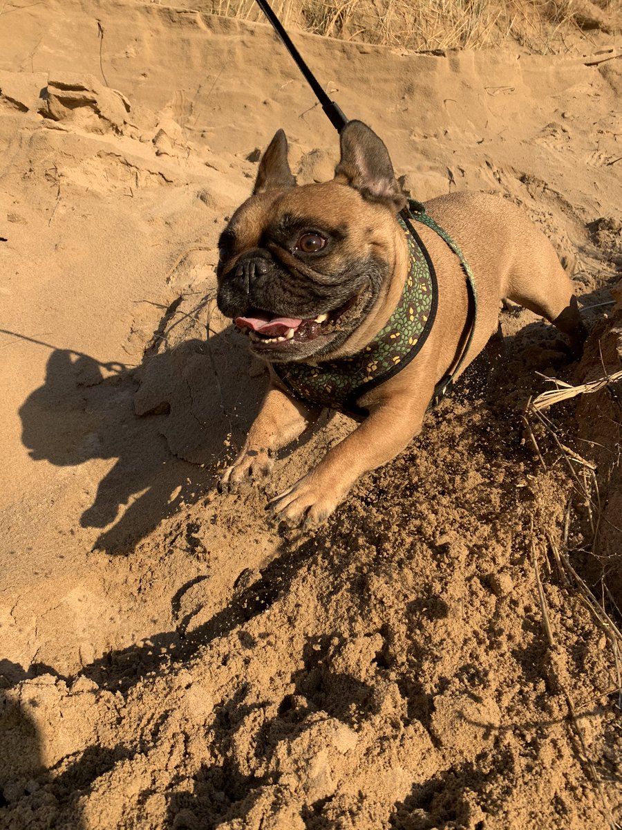aArchiefrenchie's tweet photo. Beach days are the best days https://t.co/jeLzT03Mkj
