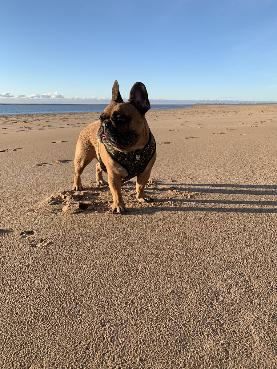 aArchiefrenchie's tweet photo. Beach days are the best days https://t.co/jeLzT03Mkj