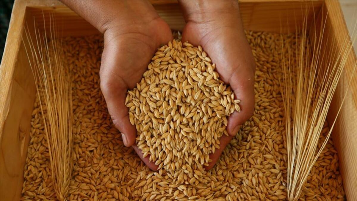 ys_ekonomi's tweet photo. Cumhurbaşkanı kararı imalatta kullanılmak kaydıyla buğday, arpa, darı, cin mısırı ve kırık pirinç gibi tahılların ithalatında gümrük vergisi belli süreliğine sıfırlandı.

https://t.co/emGe4Hmo7r https://t.co/OeNESkIEPC