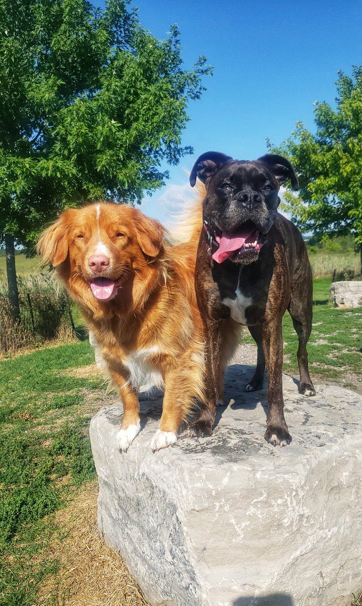 WalkinDogwalk's tweet photo. We are presently enjoying windchill temps of -18 *C, so this #throwbackthursday we are remembering the dog days of summer!
πΎβ€π₯°πππΆ
#TBT #wemisssummer #walkinthedoginwhitby #walkinthedog #ducktollers #brindleboxers https://t.co/dvh4JDzCiv