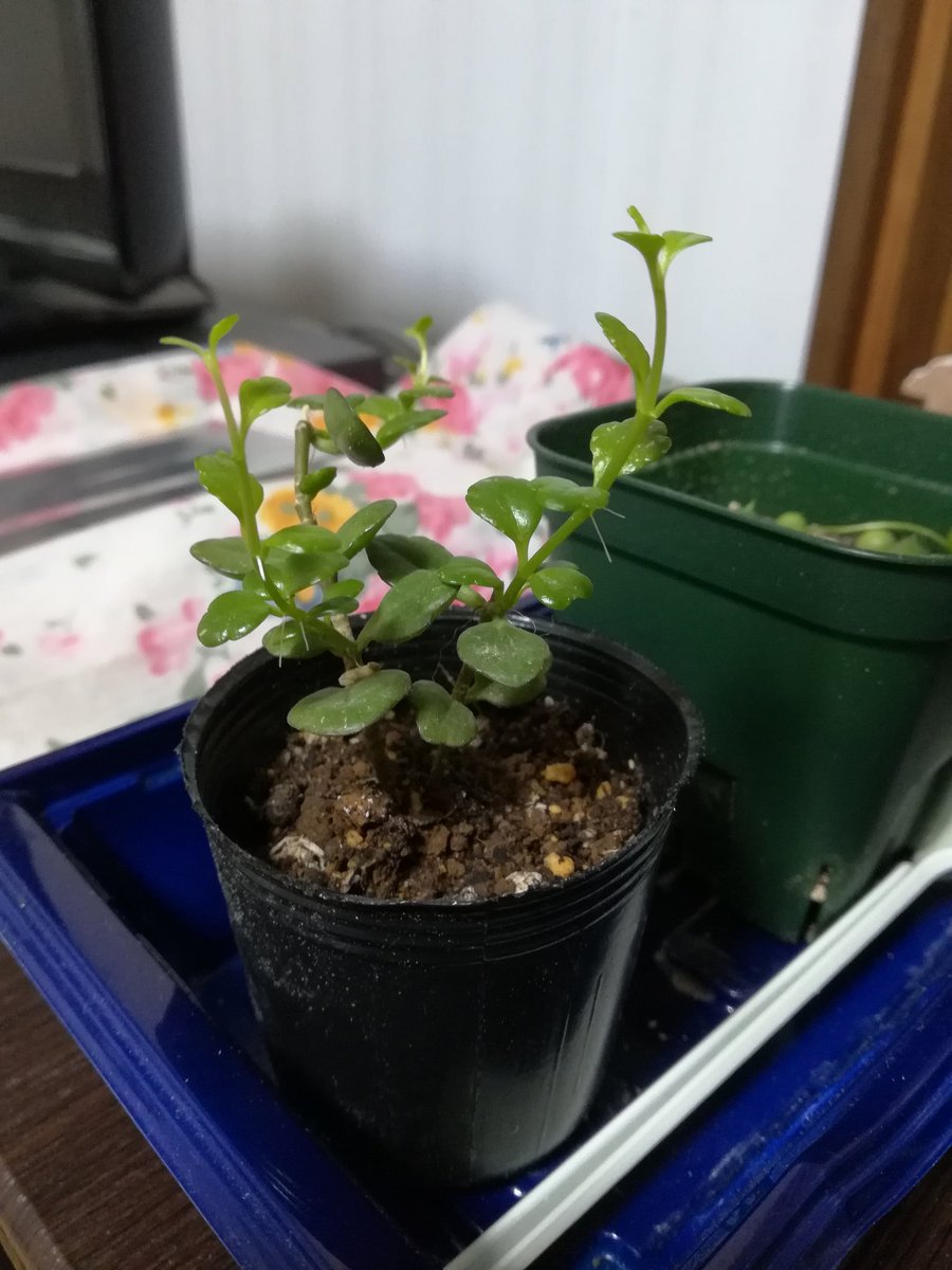ヘチマ 多肉 カランコエ 種類はフィフィ 去年の3月に我が家にやってきたミニ苗 ヘチマ 多肉 カランコエ 種類はフィフィ 去年の3月に我が家にやってきたミニ苗