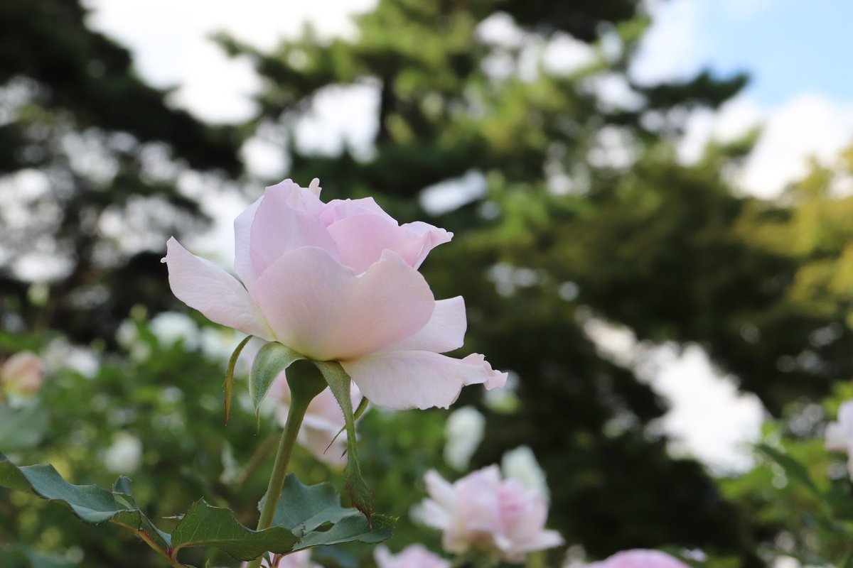 Syuji カメラマン ニューウェーブ バラの花 Syuji カメラマン ニューウェーブ バラの花