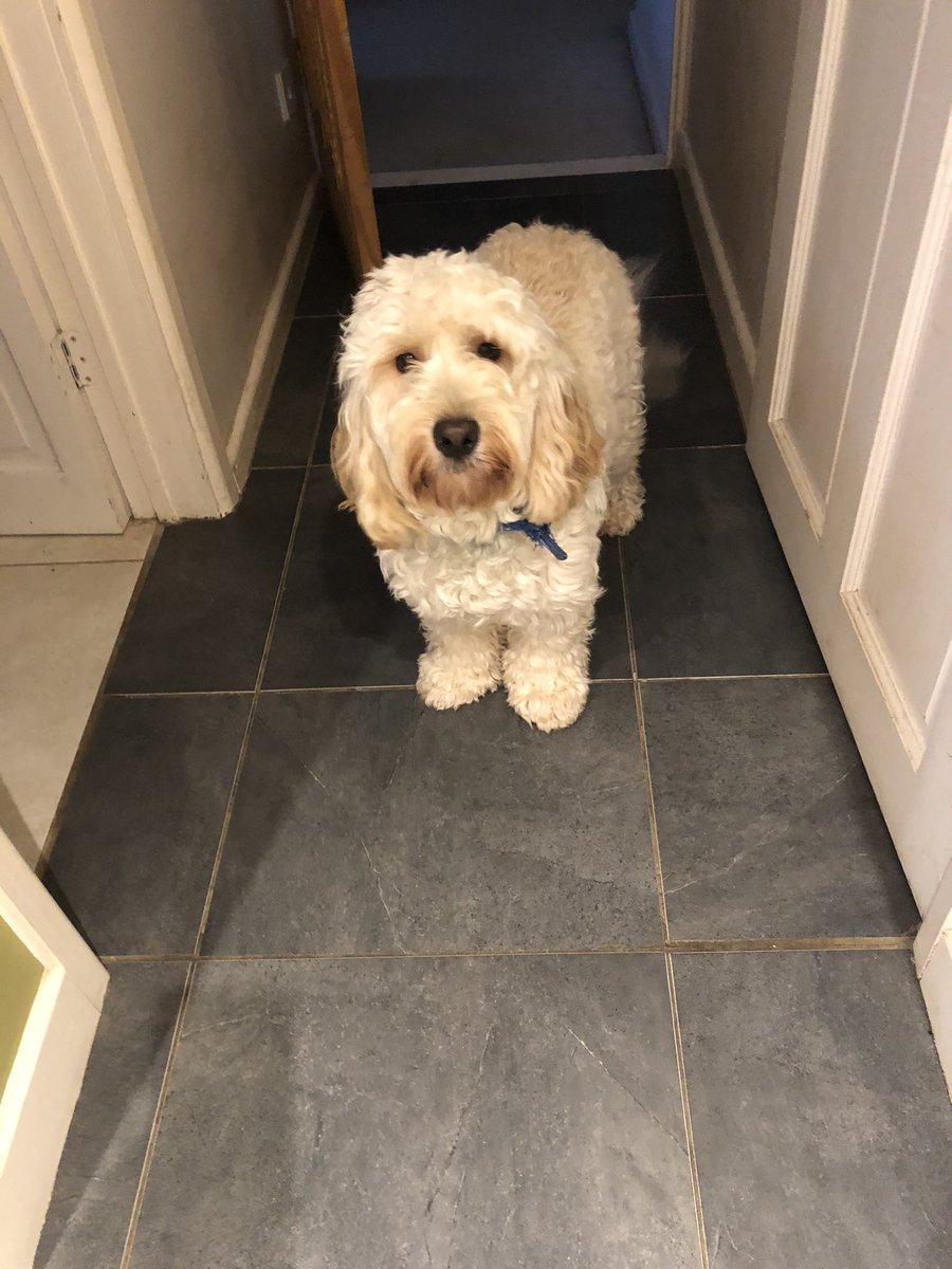 Good morning world and a very happy Thursday to you all. For more adventures of the furry kind you can follow me on Instagram <a href="/lilfordsquire/">Lilford_Squire</a>