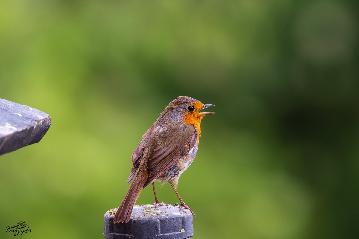 littleclibe's tweet photo. So today we are a happy singing 🎶 #DDOR "Daily dose of Robins" offering from me @Shanks1Scotland #birds #robins #TwitterNatureCommunity #nature #wildlife #FSCaptures 
@Fotospeed @LensAreLive @BTO_GBW #photograghy #photooftheday #BBCWildlifePOTD #ThePhotoHour #NotAlone #StaySafe https://t.co/pNPSoJXNIY