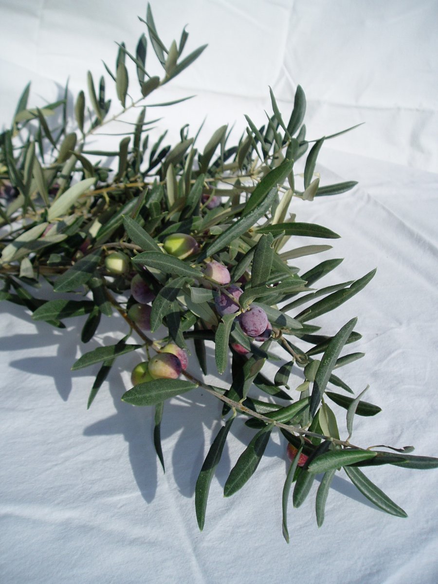 Olive Oil worth waiting for...
Picked and milled in December
Certified organic
Bottled unfiltered in the UK
Registered vegan
Allergen free
#OliveOil
ow.ly/kd9C50BlNGq