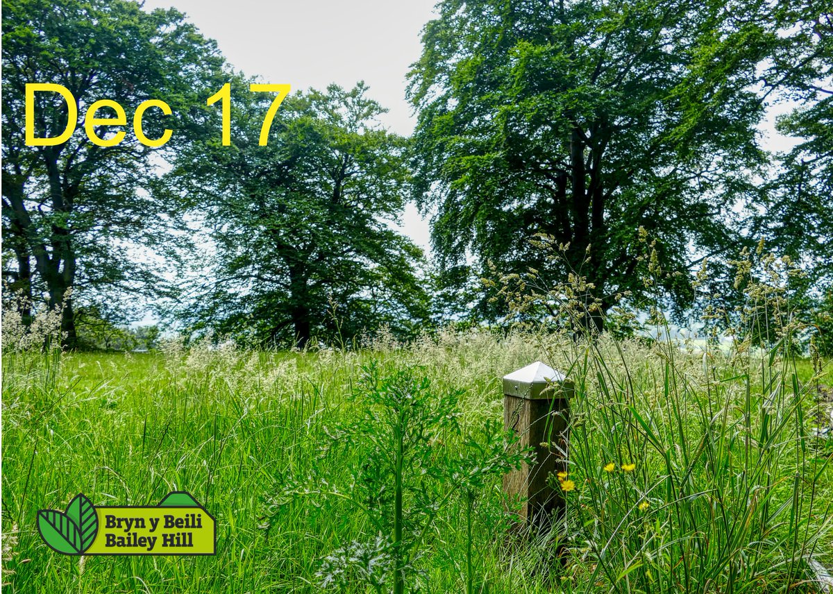 bh_officer's tweet photo. Counting down to Christmas with some of our favourite pictures from Bailey Hill!
Day 17!
#NationalLotteryHeritageFund #CadwynClwyd #LEADERfunding #TAISfunding #landfilldisposaltaxcommunityscheme https://t.co/cP14f0WpgD