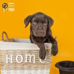 Photo by National Dog Portrait Awards (@NDPA2020)