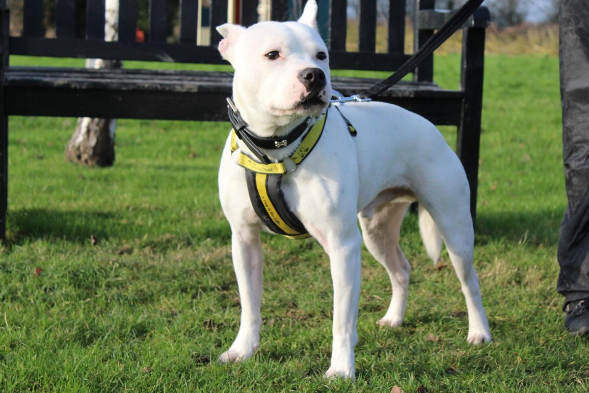 Please retweet to help Cooper find a home #SHROPSHIRE🇬🇧
Staffy lovers?? Aged 5-7, loves, cuddles, walks, water and naps, not keen on other dogs, only pet in a loving adult home See full details PLEASE SHARE to help? 👇⭐️
dogstrust.org.uk/rehoming/dogs/…

#dogs #pets #animals #ThisMorning