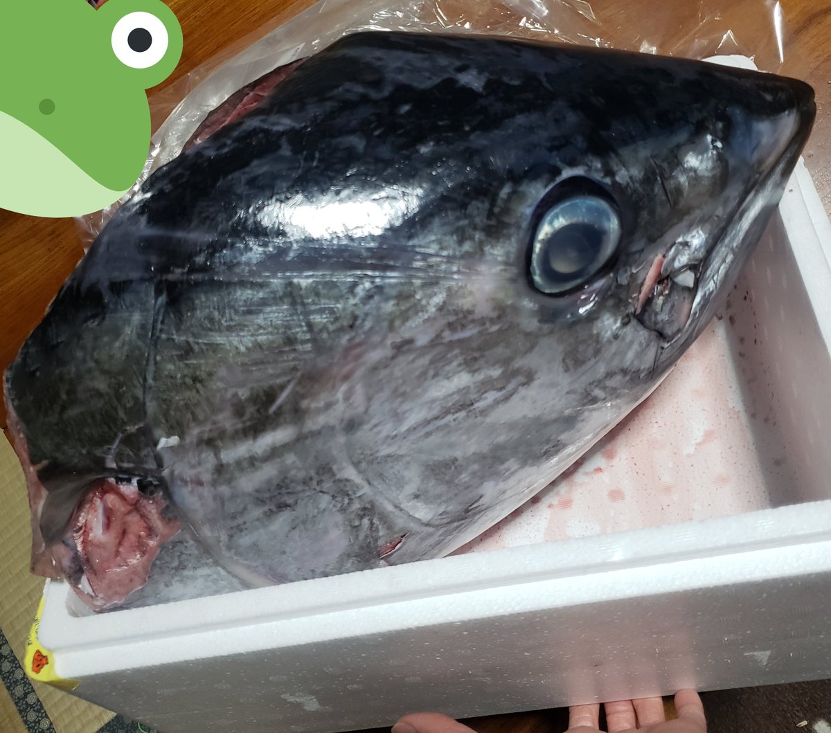 マグロの頭 マグロの頭