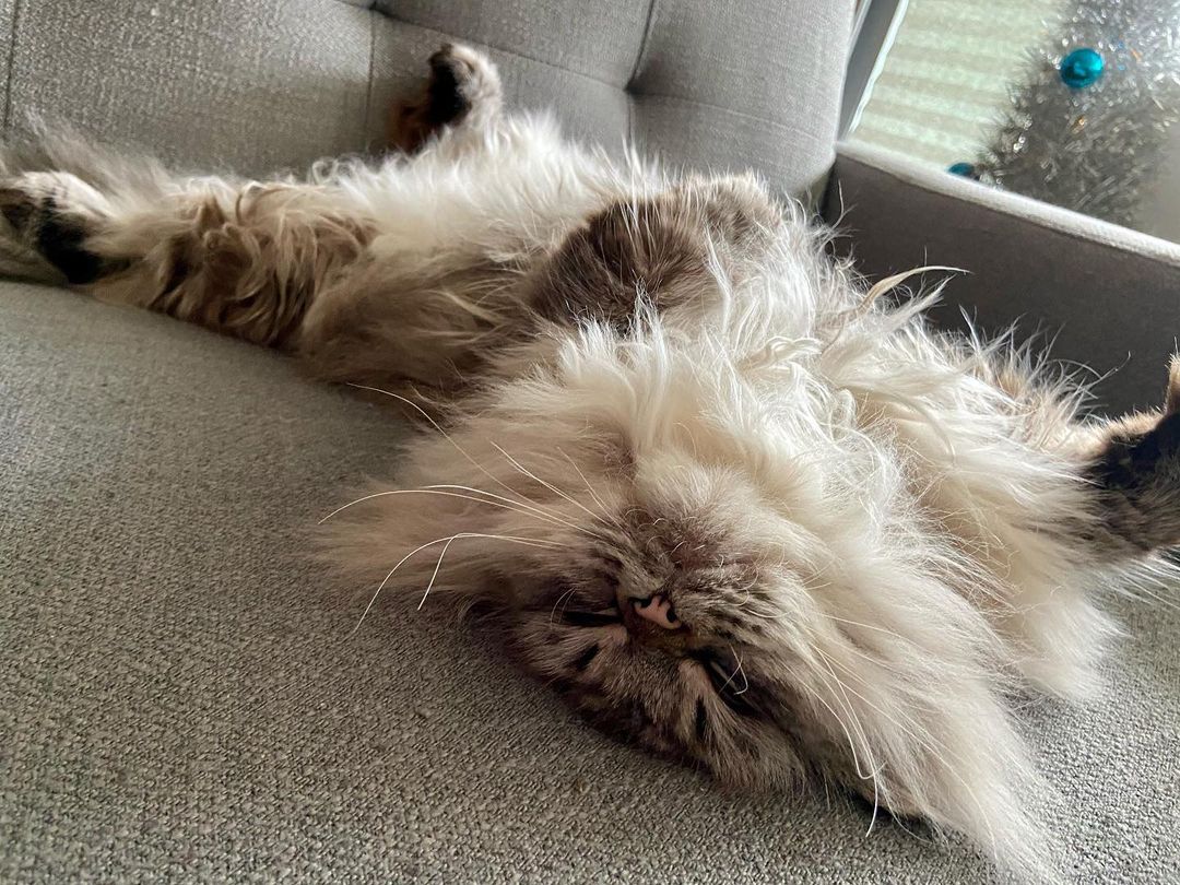 TMI_Uruguay's tweet photo. #ExtraFluffy #SleepyKitty #Nigel #TotalCutie @AdamKWilson
#ShadowFam https://t.co/uHzT0aTkFc