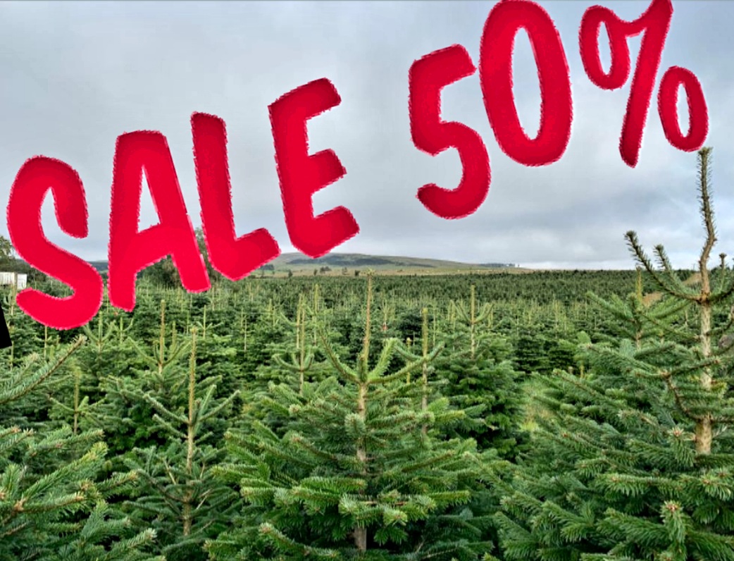 VanHage's tweet photo. SALE SALE SALE
50% of all our wonderful, British-grown fresh Christmas trees!
Offer includes both cut and pot-grown trees, at Great Amwell and Chenies!
Hurry before they all go!!
https://t.co/q8cBQk5i0a
#sale #christmastrees #reattrees #freshtrees https://t.co/SFla4Oiq8Q