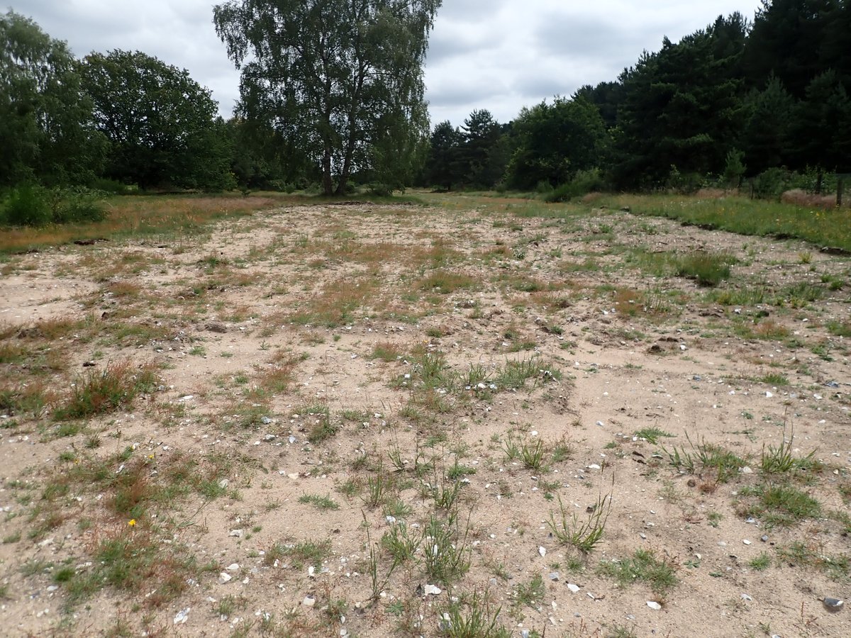 Sharon Hearle tweet media