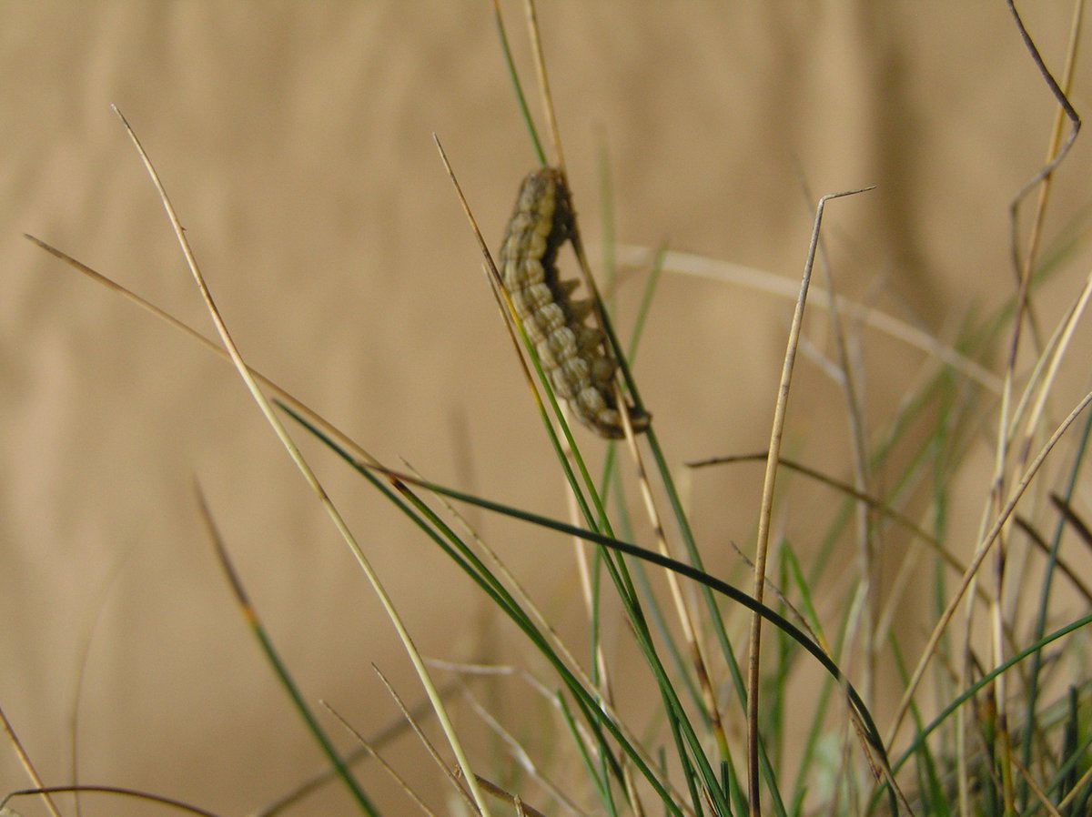 Sharon Hearle (@hearlesharon) on Twitter photo Fabulous result for Shifting Sands bare ground plot in the Brecks with 29 tiny Lunar Yellow Underwing larvae in 30 minutes. <a href="/NatureBftB/">Back from the Brink</a> <a href="/BC_Norfolk/">BC Norfolk</a> <a href="/norfolkmoths/">Norfolk Moths (Jim Wheeler CMR)</a> <a href="/savebutterflies/">Butterfly Conservation 🦋</a> <a href="/Love_plants/">Plantlife</a> Fabulous result for Shifting Sands bare ground plot in the Brecks with 29 tiny Lunar Yellow Underwing larvae in 30 minutes. <a href="/NatureBftB/">Back from the Brink</a> <a href="/BC_Norfolk/">BC Norfolk</a> <a href="/norfolkmoths/">Norfolk Moths (Jim Wheeler CMR)</a> <a href="/savebutterflies/">Butterfly Conservation 🦋</a> <a href="/Love_plants/">Plantlife</a>
